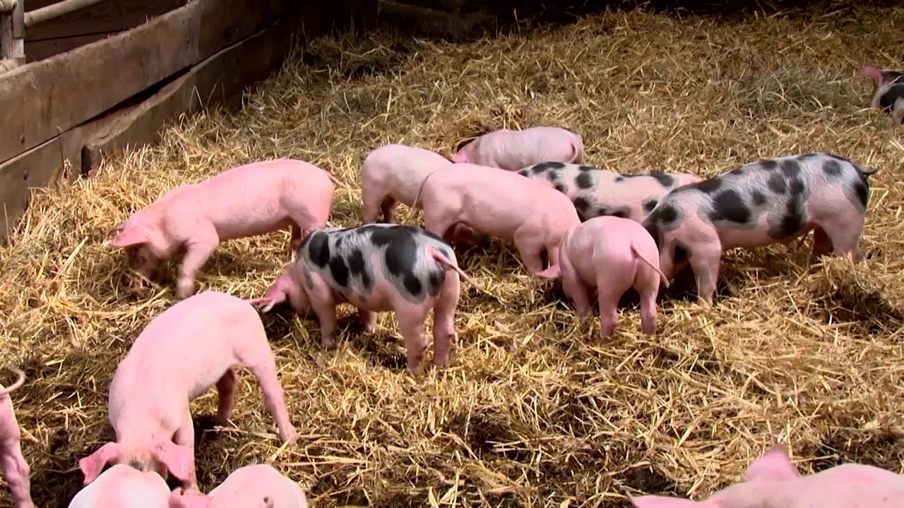 Code of Survival - Clip 07 (Deutsch) HD