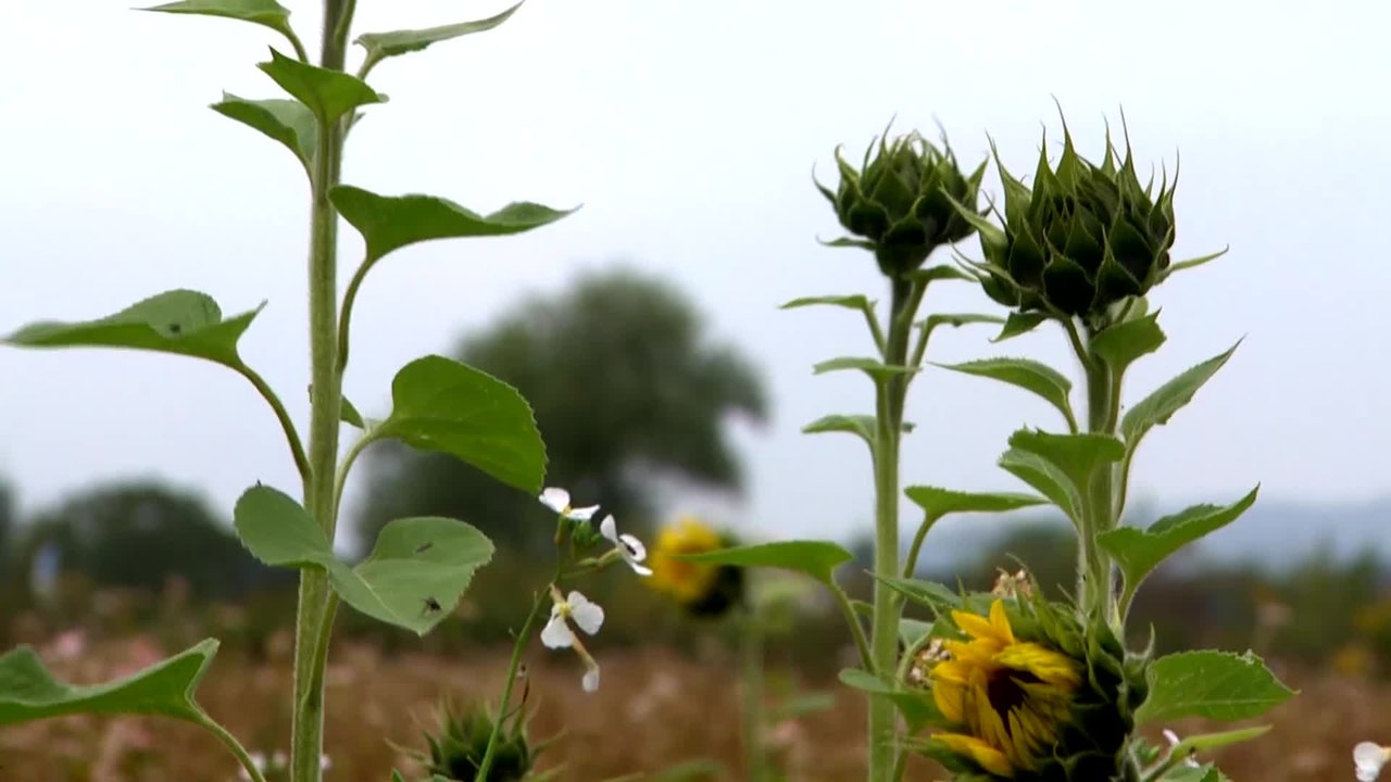 Code of Survival - Clip 09 (Deutsch) HD