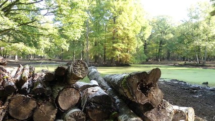 FORÊT DE RAMBOUILLET