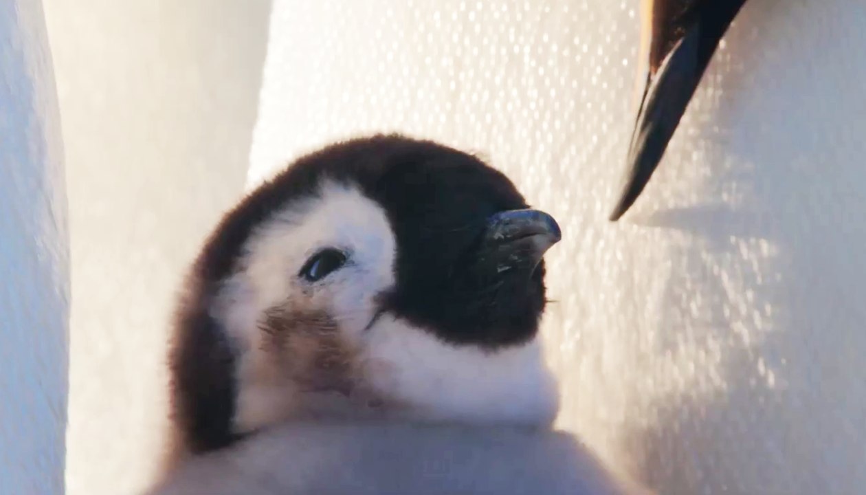 Die Reise der Punguine 2 - Trailer (Deutsch) HD