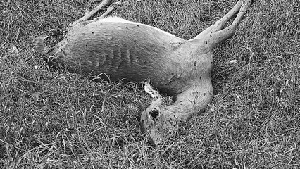 Did You Wonder Who Fired the Gun? - Trailer (English) HD