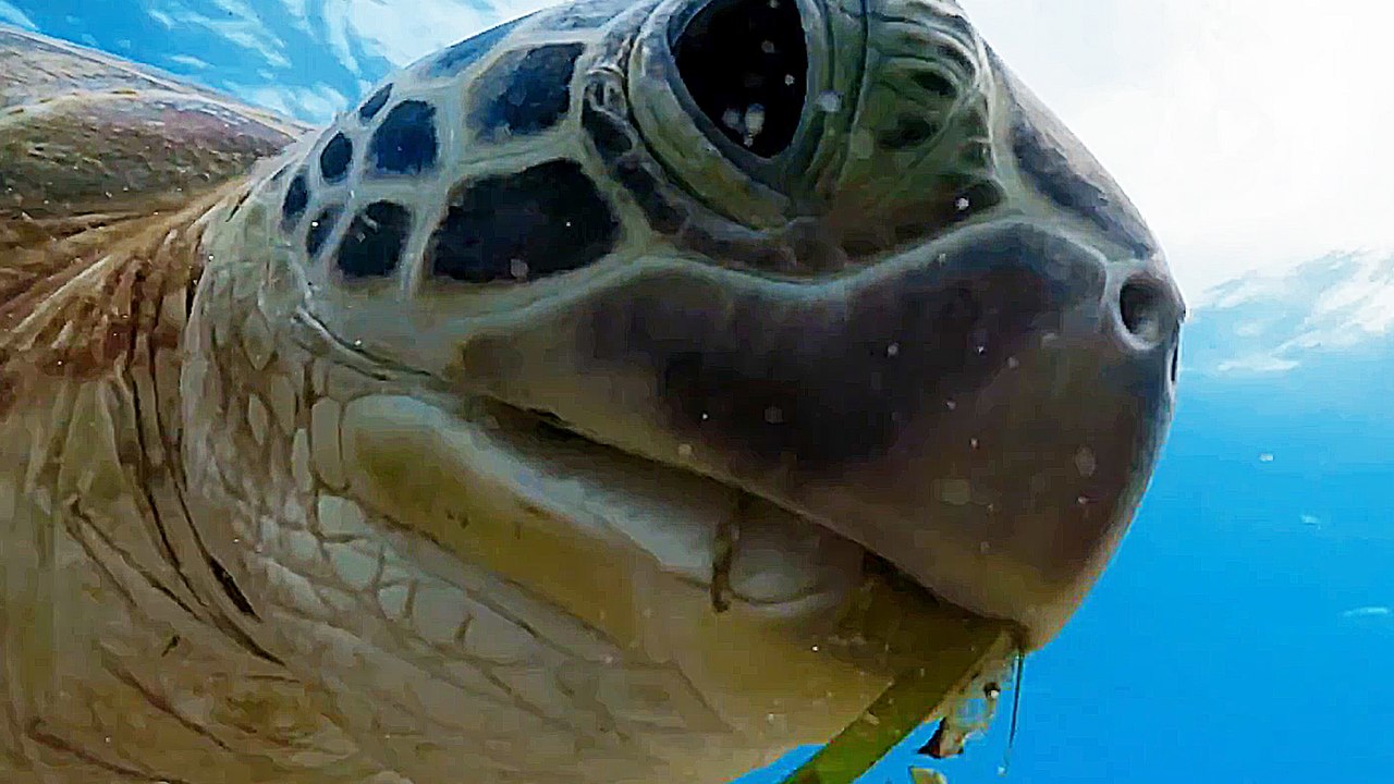 Planet Earth: Blue Planet II - Featurette The Making-Of Radiohead & Hans Zimmer (English) HD