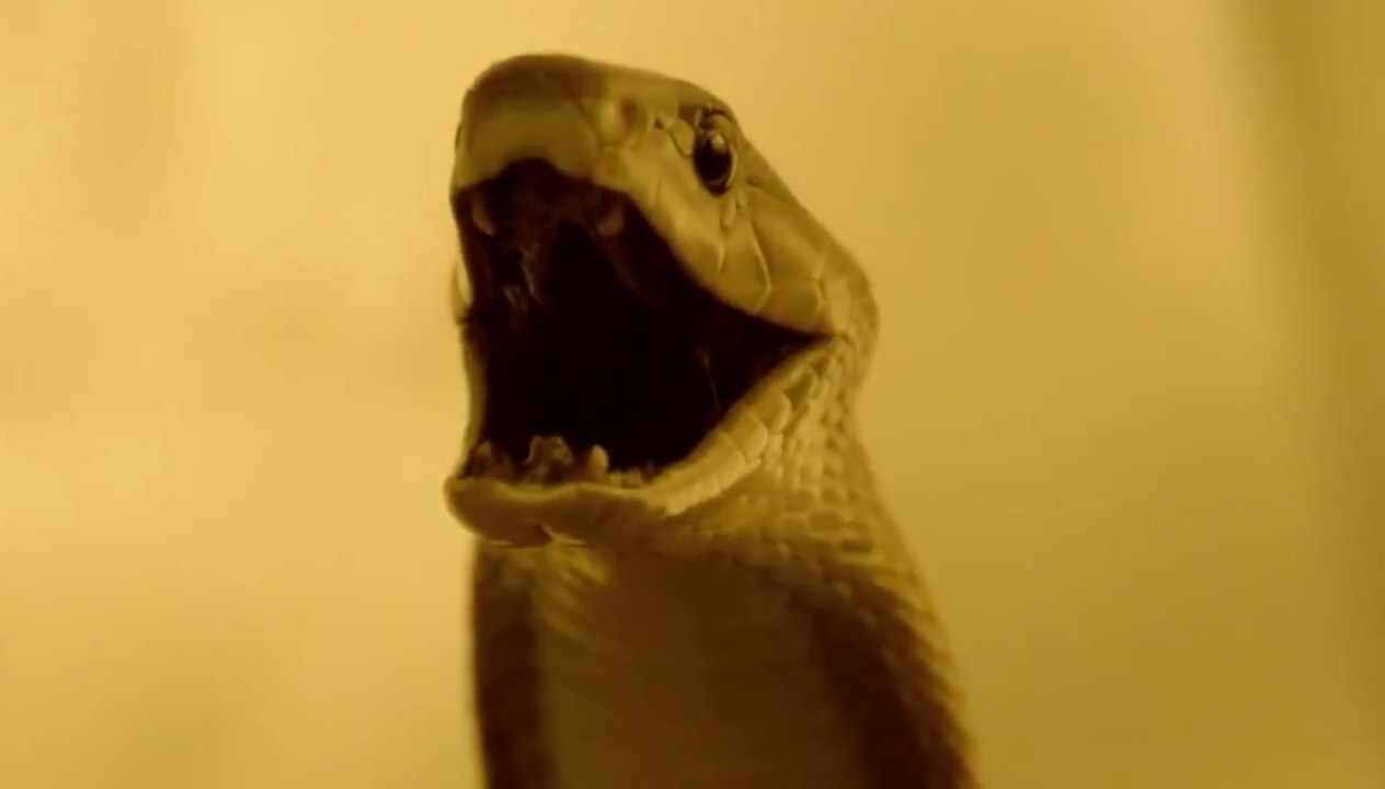 Serpent - Trailer (English) HD
