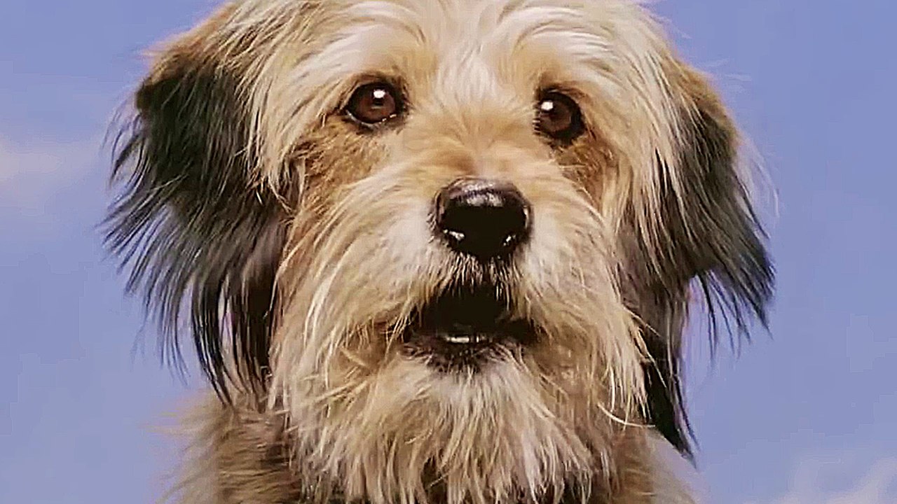 Benji - Teaser (English) HD