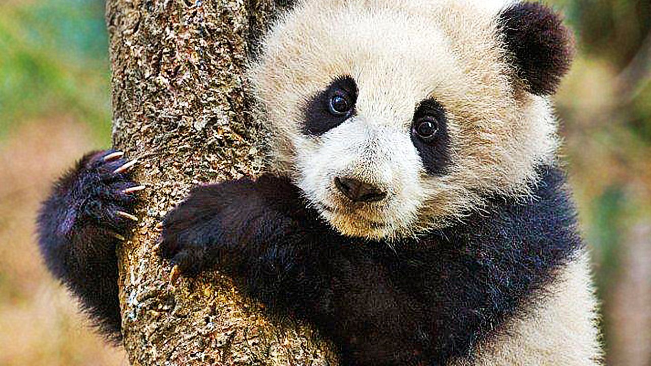 Born in China - Trailer (Deutsch) HD