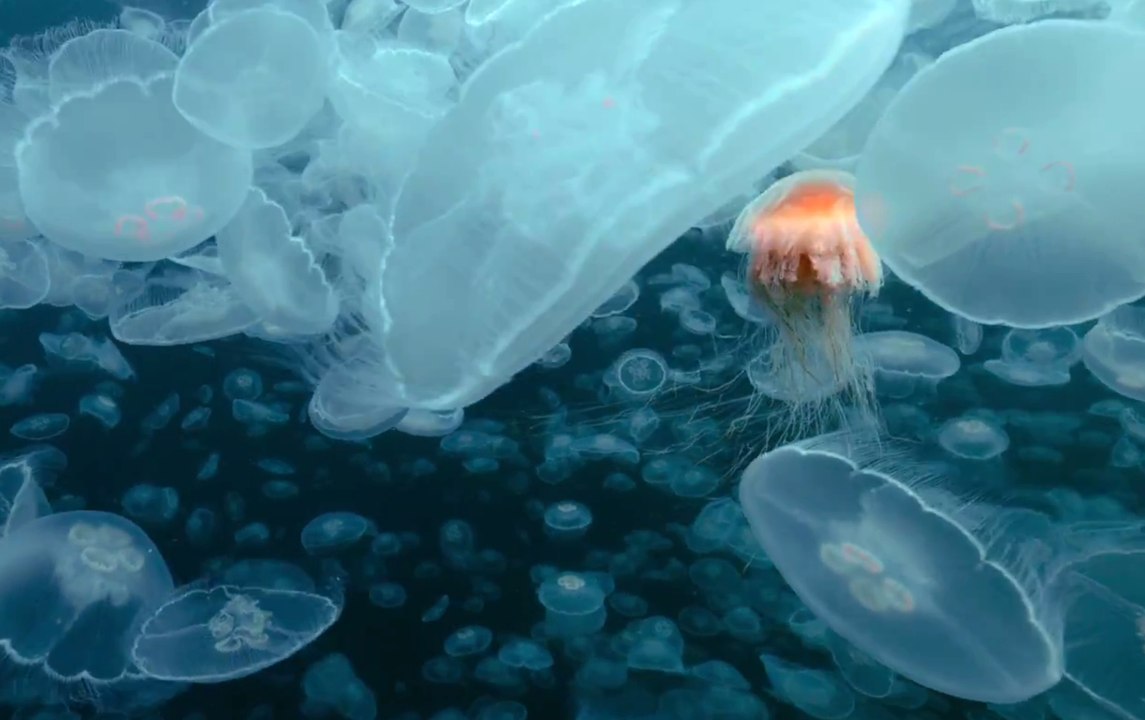 Voyage of Time - Trailer (Deutsch) HD