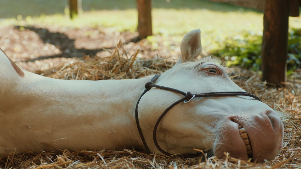 Wendy 2 - Clip 04 Ich nenn dich Penny (Deutsch) HD