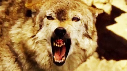 Seventy-seven Days - Trailer (English Subs) HD