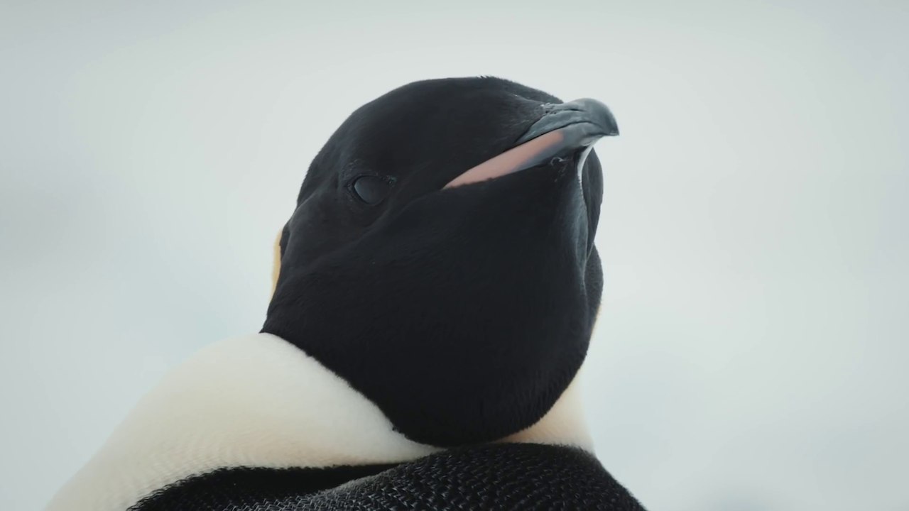 Projekt Antartktis - Trailer (Deutsch) HD