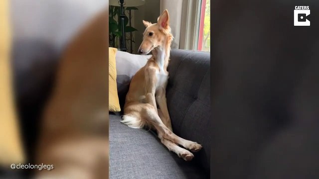 Ce chien a de très longues pattes... position tellement drôle