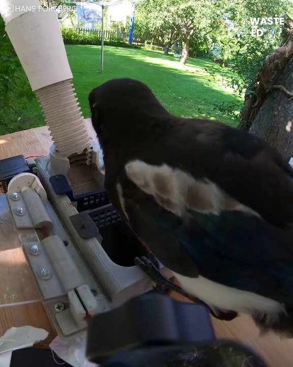 Il utilise les pies pour nettoyer le parc et recycler les capsules de bouteilles