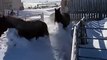 Ces chevaux découvrent la neige et sont tellement heureux