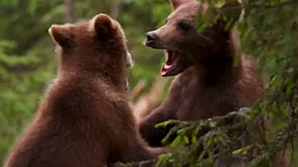Ailo Une odyssÃ©e en Laponie - Trailer (FranzÃ¶sisch) HD