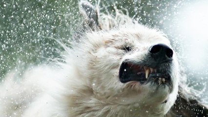 The Biggest Little Farm - Trailer (English) HD