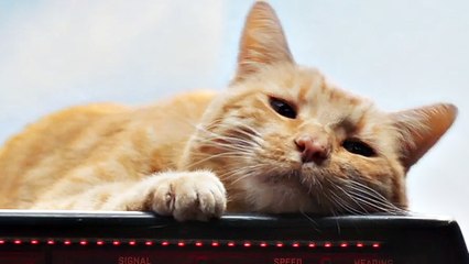 Captain Marvel - The Real Star Spot (English) HD