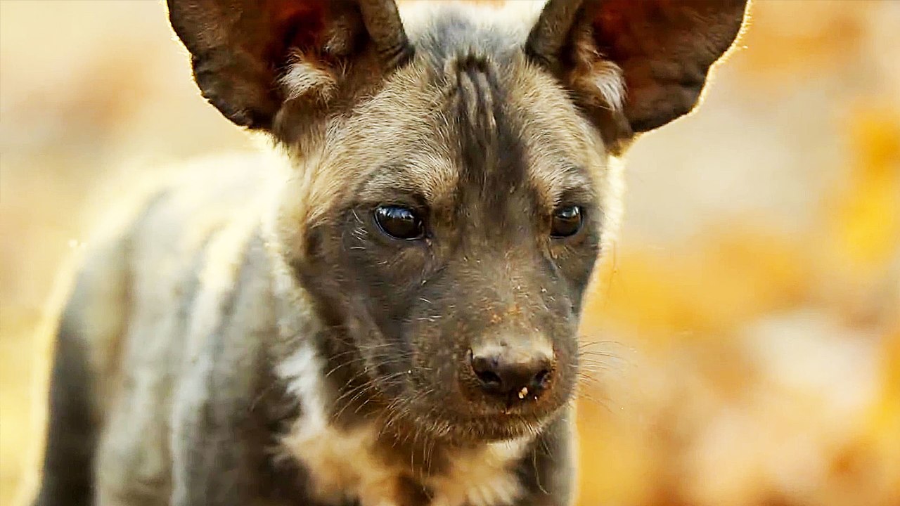 Unser Planet - S01 Trailer (Deutsch) HD