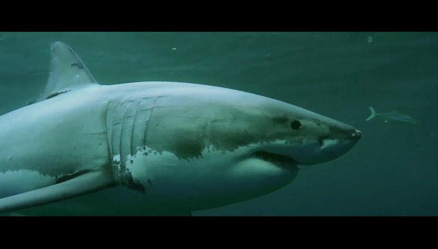 Shark Season | Film 2020 | Moviepilot