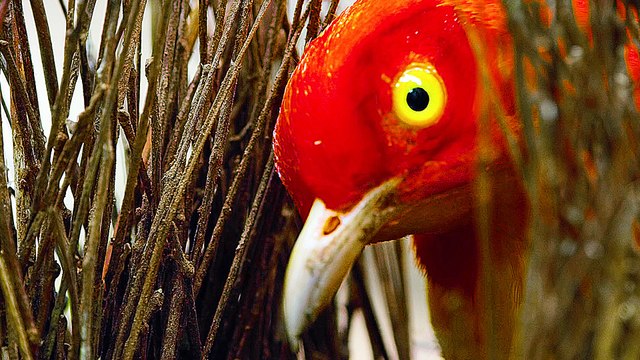 Vogeltanz