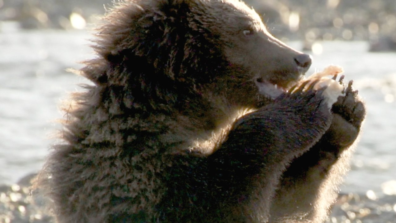 Der BÃ¤r in mir - Trailer (Deutsch) HD