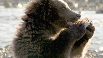 Der BÃ¤r in mir - Trailer (Deutsch) HD