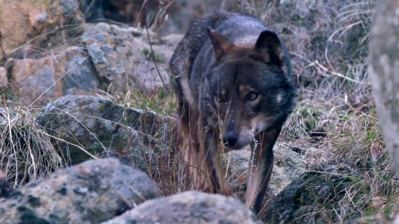 Die RÃ¼ckkehr der WÃ¶lfe - Trailer (Deutsch) HD