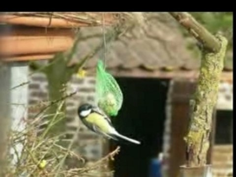 MéSANGES BOULE 22.1.08-2