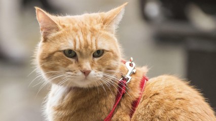 Ein Geschenk von Bob - Trailer (Deutsch) HD