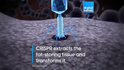 Trim the fat with gene-editing!