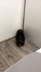 Pomeranian Pup Makes Tight Squeeze
