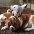 BABY GOAT PLAY WITH  dog PUPPY MOTHER