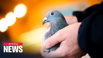 Belgian racing pigeon flies past record in auction
