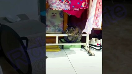 Trate de no reírse - Videos divertidos de gatos y perros #10