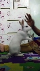 Rabbit Doing Tricks