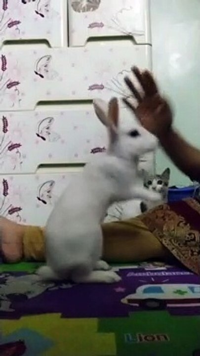 Rabbit Doing Tricks