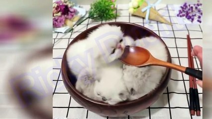 Trate de no reírse - Videos divertidos de gatos y perros #15