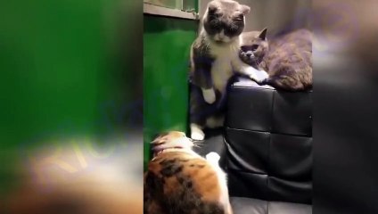 #Trate de no reírse - Videos divertidos de gatos y perros #16
