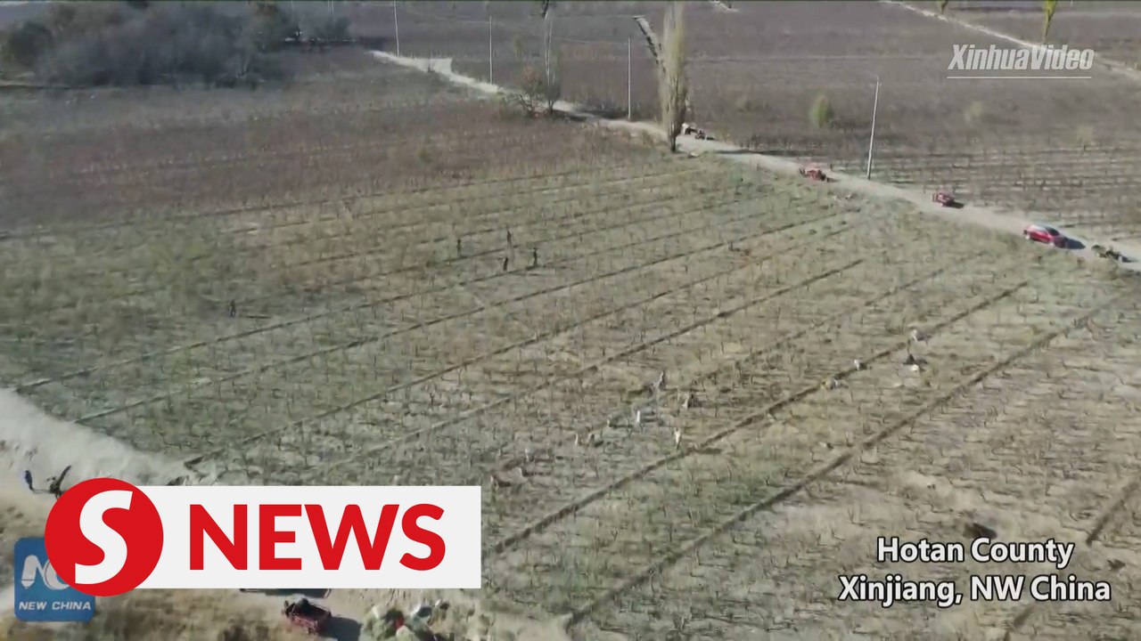 59,000 hectares of jujubes enter harvest season in Xinjiang