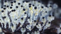 Chinese fungus fan thrills online fans with time-lapse videos of nature’s tiny hidden worlds