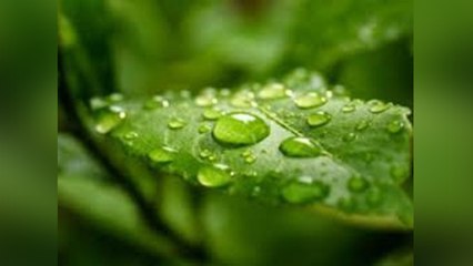 ओस की बूंदो के  ये फायदे नहीं जानते हो आप । Benefits of dew drops । Boldsky