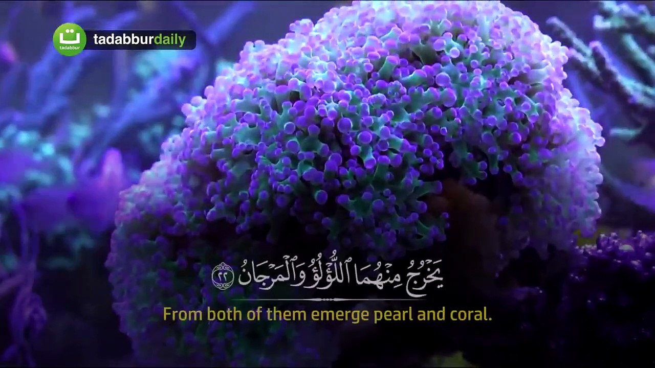 Surah Ar Rahman - Mansour Mohieddine