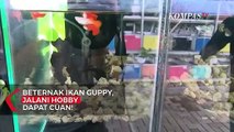 Beternak Ikan Guppy, Jalani Hobby Dapat Cuan!