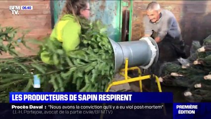 Les producteurs de sapins soulagés de pouvoir vendre
