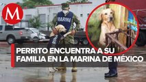 Cariñoso y agradecido; perrito rescatado de inundaciones en Tabasco se une a la Marina