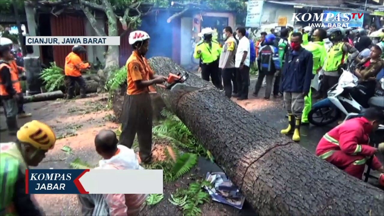 Pohon Tumbang, Jalur Cipanas Macet 4 KM
