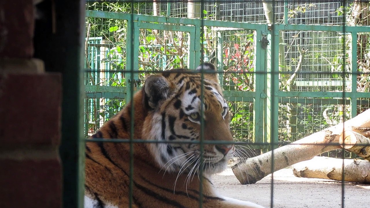 animal video