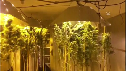 TEKİRDAĞ - Seraya çevrilen evin çatısında uyuşturucu ele geçirildi