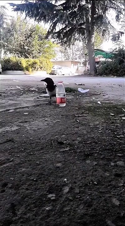 The Thirsty Crow