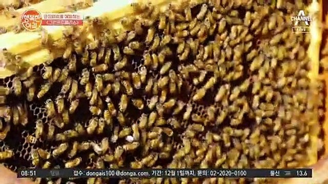 ※염증 타파※ 만성염증 예방하는 00 프로폴리스!