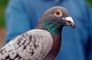 Racing pigeon sells for a record-breaking £1.4 million.