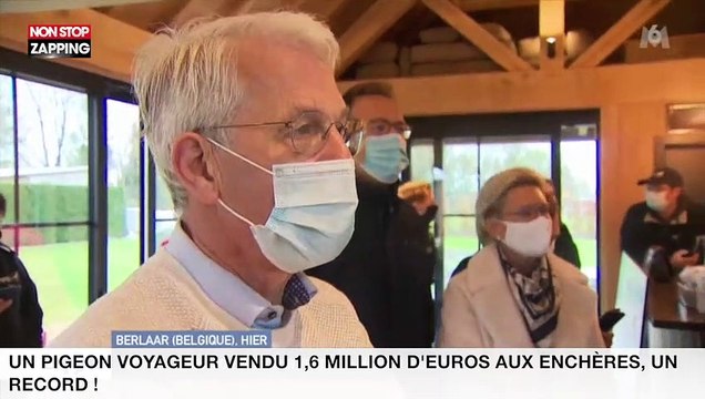 Un pigeon voyageur vendu 1,6 million d’euros aux enchères, un record ! (vidéo)